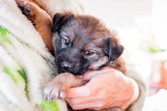 A Small Puppy In A Woman`s Arms. Love To Animals_ Stock Photo A Small Puppy In A Woman`s Arms. Love To Animals_ Stock Photo