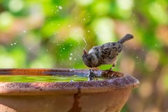 A Sparrow Drinking, Washing And Spinning Its Head In A Bowl Of Water Stock Photos A Sparrow Drinking, Washing And Spinning Its Head In A Bowl Of Water Stock Photos