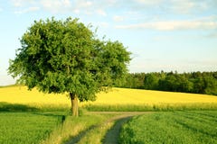 A Tree, A Yellow Field And A Path Royalty Free Stock Photo A Tree, A Yellow Field And A Path Royalty Free Stock Photo