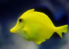 A Tropical Yellow Fish Royalty Free Stock Photos