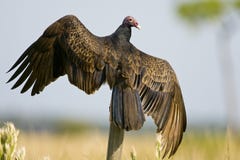 A Turkey Vulture Perched Stock Photo