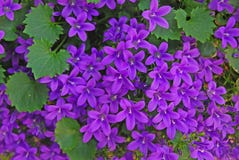 A Variety Of Purple Violet Campanula Poscharskyana Flowers Growing In Abundance Stock Image A Variety Of Purple Violet Campanula Poscharskyana Flowers Growing In Abundance Stock Image