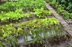 A Vegetable Garden. Stock Photography