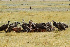 A Wake Of Old World Vultures. Stock Images
