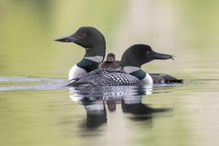 A Week-old Common Loon Chick Rides On Its Mother`s Back As Its F Royalty Free Stock Images