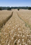 A Wheatfield Ready For Harvest Stock Photo