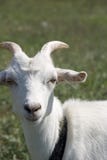 A White Young Goat Stock Images