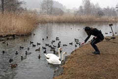A Young Woman Feeds Ducks And Swans Royalty Free Stock Photography A Young Woman Feeds Ducks And Swans Royalty Free Stock Photography