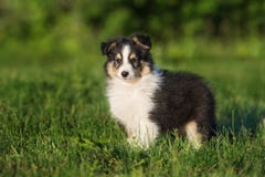 aanbiddelijk sheltiepuppy in openlucht in de zomer royalty-vrije stock afbeeldingen aanbiddelijk sheltiepuppy in openlucht in de zomer royalty-vrije stock afbeeldingen