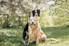 Aanbiddelijk Zwart-wit Border collie-omhelzingengolden retriever bij de bloemenbomen royalty-vrije stock foto's Aanbiddelijk Zwart-wit Border collie-omhelzingengolden retriever bij de bloemenbomen royalty-vrije stock foto's