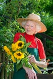 Aanbiddelijke hogere vrouwelijke tuinman met zonnebloemen stock fotografie Aanbiddelijke hogere vrouwelijke tuinman met zonnebloemen stock fotografie