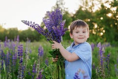 Aanbiddelijke jongen in een blauwe T-shirt met een boeket van lupines in een weide stock fotografie Aanbiddelijke jongen in een blauwe T-shirt met een boeket van lupines in een weide stock fotografie