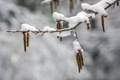 Aankomst van de winter sneeuw Op de sneeuw-sneeuwafwijkingen van sneeuw royalty-vrije stock fotografie Aankomst van de winter sneeuw Op de sneeuw-sneeuwafwijkingen van sneeuw royalty-vrije stock fotografie