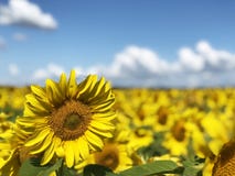 Aanplanting van zonnebloemen tegen de blauwe hemel stock foto Aanplanting van zonnebloemen tegen de blauwe hemel stock foto