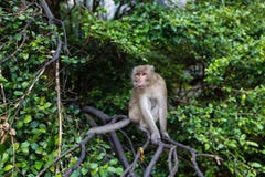Aapzitting op de tak van boom openlucht Het dier van Thailand royalty-vrije stock foto's Aapzitting op de tak van boom openlucht Het dier van Thailand royalty-vrije stock foto's