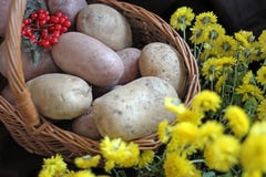 Aardappels en viburnum in een mand Thanksgiving day oogst stock foto's Aardappels en viburnum in een mand Thanksgiving day oogst stock foto's