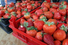 Aardbei Verse organische aardbeien in daglicht op een markt Vruchten achtergrond Gezond voedsel Heel wat helder, is verse bessen stock afbeelding Aardbei Verse organische aardbeien in daglicht op een markt Vruchten achtergrond Gezond voedsel Heel wat helder, is verse bessen stock afbeelding