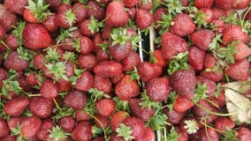 Aardbeien die bij de kruidenierswinkelopslag worden opgesteld stock foto Aardbeien die bij de kruidenierswinkelopslag worden opgesteld stock foto