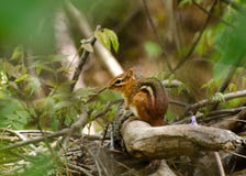 Aardeekhoorn in het Bos stock fotografie Aardeekhoorn in het Bos stock fotografie