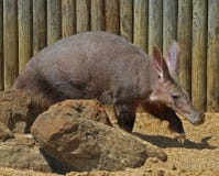 Aardvark fotografie stock libere da diritti Aardvark fotografie stock libere da diritti