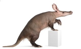 Aardvark, Orycteropus, 16 anni immagini stock libere da diritti Aardvark, Orycteropus, 16 anni immagini stock libere da diritti