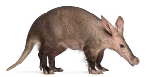 Aardvark, Orycteropus, 16 anni fotografia stock Aardvark, Orycteropus, 16 anni fotografia stock