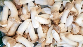 Abalone Mushroom royalty free stock photography Abalone Mushroom royalty free stock photography