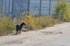 An abandoned dog looks right stock images An abandoned dog looks right stock images