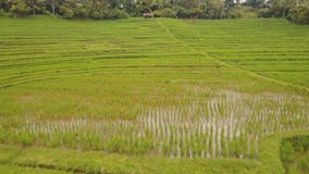 Abbellisca con il campo Bali, Indonesia del terrazzo del riso Abbellisca con il campo Bali, Indonesia del terrazzo del riso