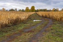 Abbellisca con la strada sporca dopo pioggia fra i giacimenti maturi del mais in Ucraina centrale Immagine Stock Libera da Diritti Abbellisca con la strada sporca dopo pioggia fra i giacimenti maturi del mais in Ucraina centrale Immagine Stock Libera da Diritti