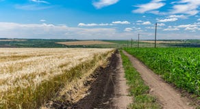 Abbellisca con la strada sporca fra i giacimenti agricoli del mais e del grano Fotografia Stock Abbellisca con la strada sporca fra i giacimenti agricoli del mais e del grano Fotografia Stock