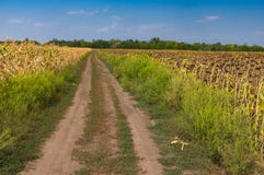Abbellisca con una strada sterrata fra i campi agricoli con mais ed i girasoli vicino alla città di Dnipro, Ucraina Immagini Stock Abbellisca con una strada sterrata fra i campi agricoli con mais ed i girasoli vicino alla città di Dnipro, Ucraina Immagini Stock