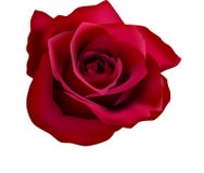 Abbildung der roten Rosen (mit Ineinander greifen) stock abbildung Abbildung der roten Rosen (mit Ineinander greifen) stock abbildung