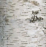 Abedul del árbol de la corteza Imagenes de archivo Abedul del árbol de la corteza Imagenes de archivo