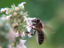 Abeille assidue sur des fleurs d'officinalis de MELiSSA de mélisse photo stock Abeille assidue sur des fleurs d'officinalis de MELiSSA de mélisse photo stock