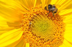 Abeille au travail photographie stock Abeille au travail photographie stock