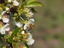 Abeille sur des fleurs de cerisier image libre de droits Abeille sur des fleurs de cerisier image libre de droits