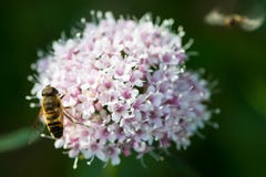 Abeille sur la fleur d'alpe image libre de droits Abeille sur la fleur d'alpe image libre de droits