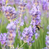 Abeille sur la lavande Photographie stock Abeille sur la lavande Photographie stock