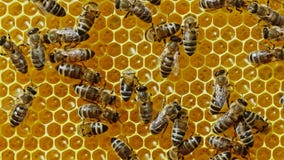 Abeilles Grouillant Sur La Macro Extrême De Nid D'abeilles . Insectes  Travaillant Dans La Ruche En Bois Réunissant Le Nectar De Po Photo stock -  Image du animal, fleur: 192627812