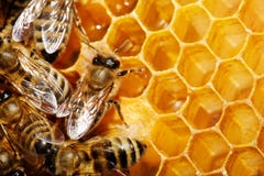 Abeilles sur le nid d'abeilles images libres de droits Abeilles sur le nid d'abeilles images libres de droits