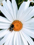 Abeja de la miel que poliniza una margarita blanca común y un pistilo amarillo fotografía de archivo libre de regalías Abeja de la miel que poliniza una margarita blanca común y un pistilo amarillo fotografía de archivo libre de regalías