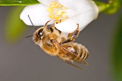 Resultado de imagen para abeja y el limon