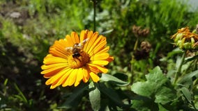 Abeja en la flor amarilla Abeja en la flor amarilla