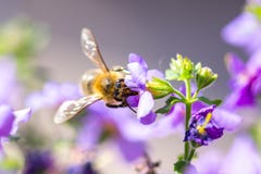 Abeja en la flor El pequeño insecto útil es de trabajo y de fabricación de la miel Abeja con el ala en el flor Primavera en el ca imagen de archivo Abeja en la flor El pequeño insecto útil es de trabajo y de fabricación de la miel Abeja con el ala en el flor Primavera en el ca imagen de archivo