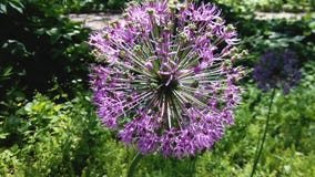 Abeja en la floración del cepa del allium Cebollas florecientes del bulbo de la primavera almacen de metraje de vídeo Abeja en la floración del cepa del allium Cebollas florecientes del bulbo de la primavera almacen de metraje de vídeo