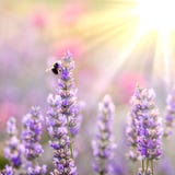 Abeja en la lavanda imagenes de archivo Abeja en la lavanda imagenes de archivo