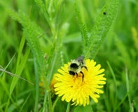 Abeja en un diente de león en un campo en Alemania imagen de archivo libre de regalías Abeja en un diente de león en un campo en Alemania imagen de archivo libre de regalías
