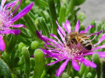 Abeja en una flor foto de archivo libre de regalías Abeja en una flor foto de archivo libre de regalías