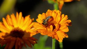Abeja en una maravilla anaranjada Abeja en una maravilla anaranjada